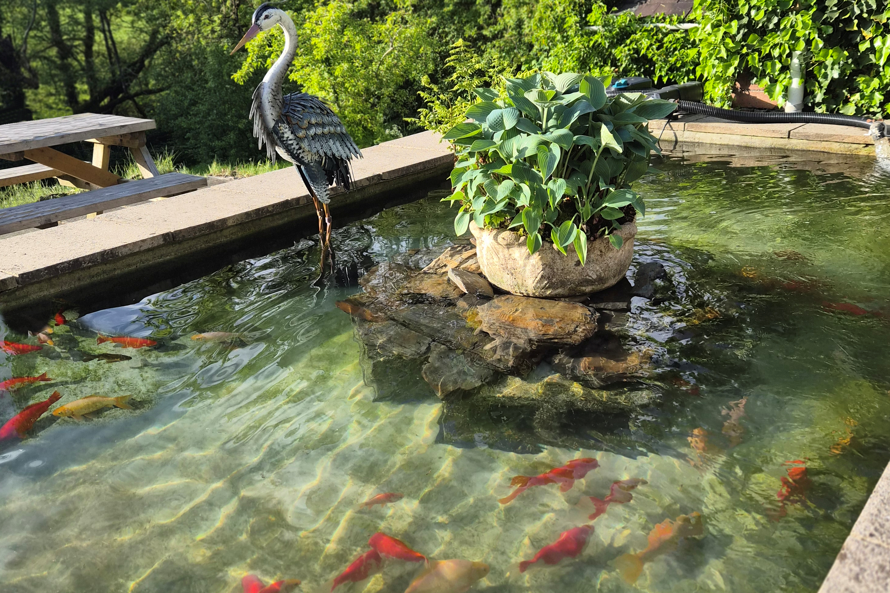 the fishpond
