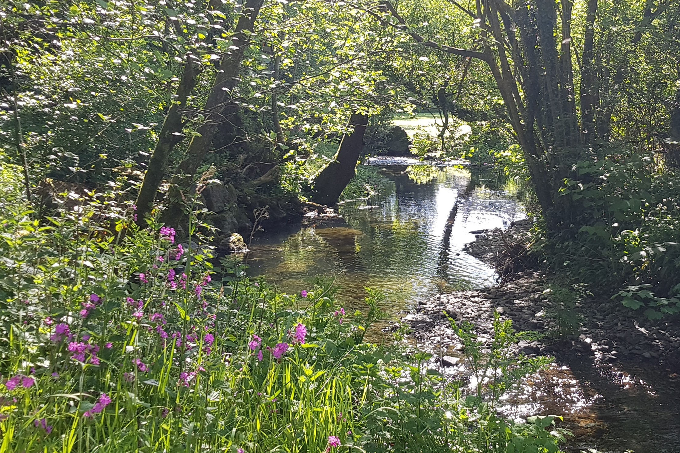 fish for trout in the river