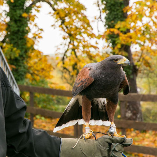 Harris Hawk sitting on a falconry glove