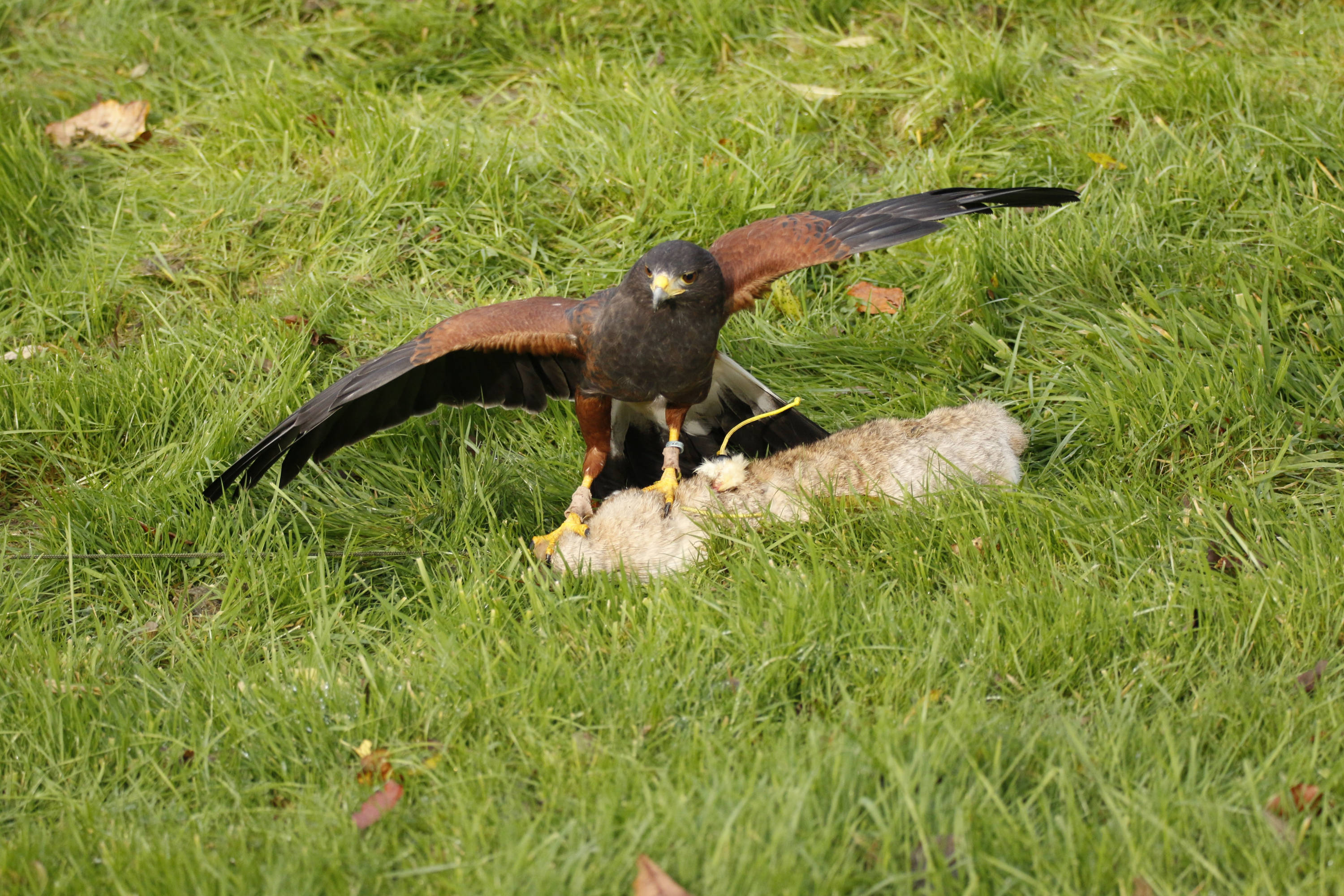 harris hawk catches a dummy rabbit